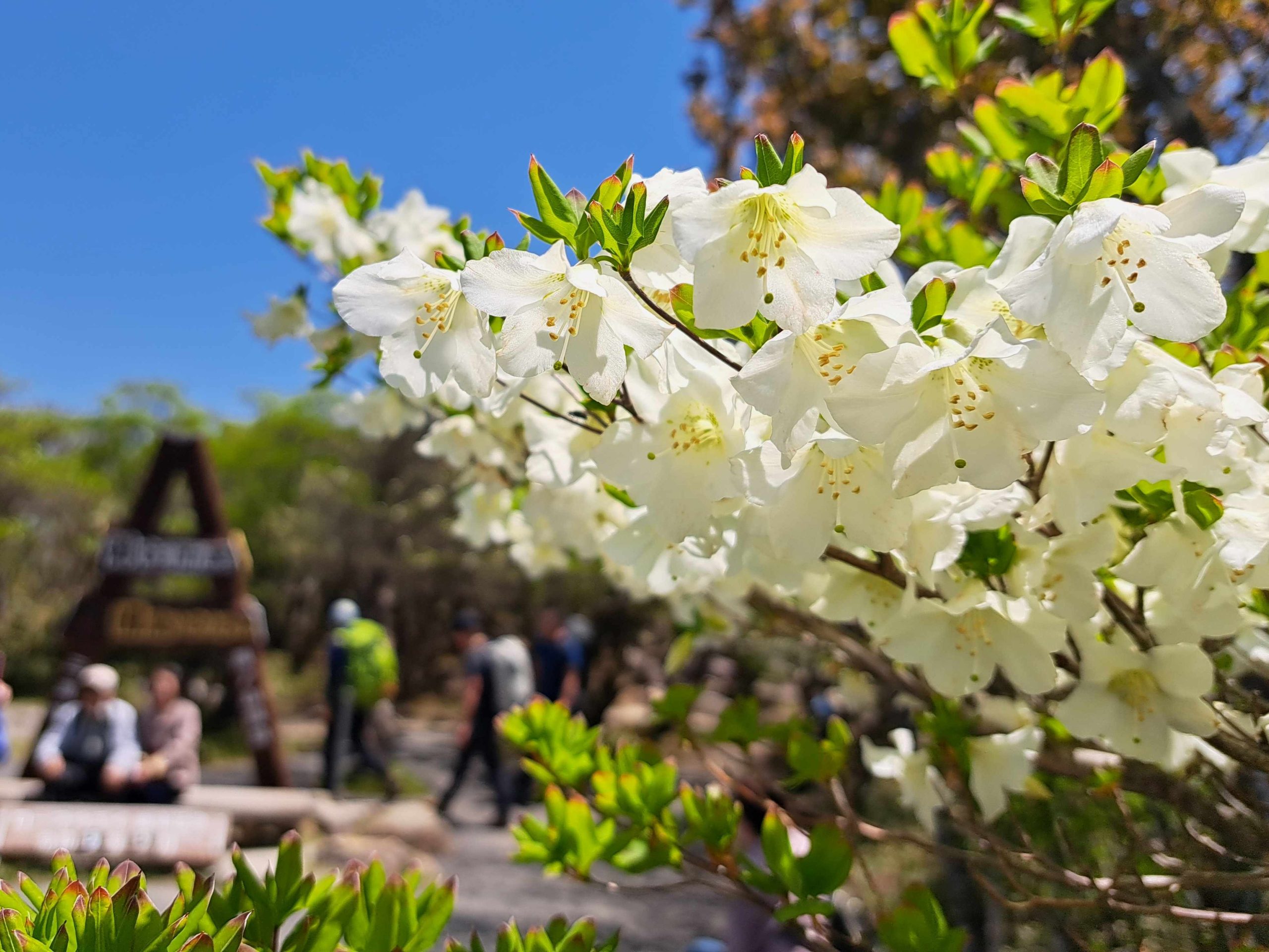 ❁御在所岳 シロヤシオ開花状況❁ | お知らせ | 一般社団法人 菰野町